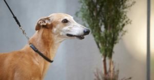 grayhound on a leash